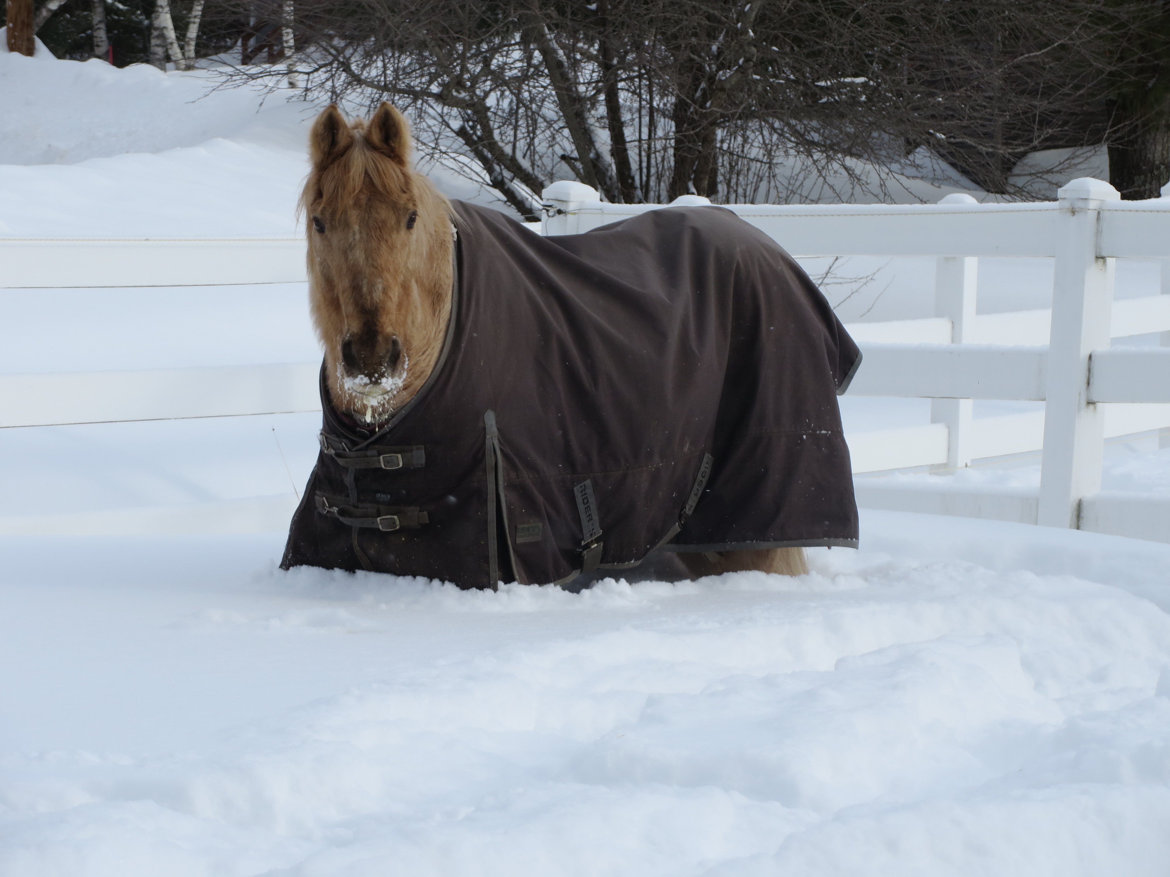 Carmel enjoying some time outside after the Blizzard of 2015. 